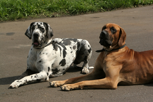 doggen
